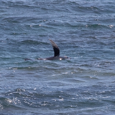 Tursiops truncatus at Cape Jervis, SA - 18 Sep 2025 by AlisonMilton