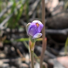 Thelymitra (genus) (sun orchids) at Fadden, ACT - 19 Oct 2025 by Mike