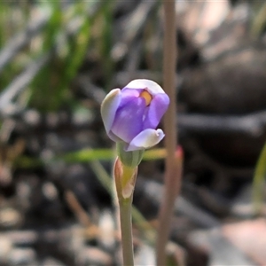 Thelymitra (genus) (sun orchids) at Fadden, ACT - Today by Mike