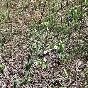 Hackelia suaveolens (Sweet Hounds Tongue) at Isaacs, ACT - Today by Mike