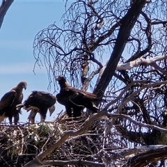 Aquila audax (Wedge-tailed Eagle) at Isaacs, ACT - 19 Oct 2025 by Mike