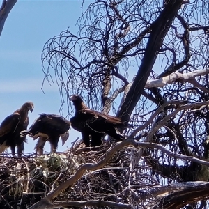 Aquila audax (Wedge-tailed Eagle) by Mike