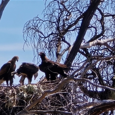 Aquila audax (Wedge-tailed Eagle) at Isaacs, ACT - 19 Oct 2025 by Mike