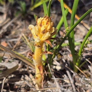 Orobanche minor (Broomrape) at Isaacs, ACT - Today by Mike