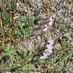 Silene gallica var. gallica (French Catchfly) at Isaacs, ACT - 19 Oct 2025 by Mike