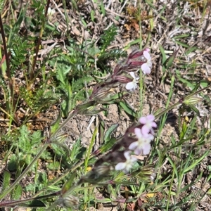 Silene gallica var. gallica (French Catchfly) at Isaacs, ACT - Today by Mike