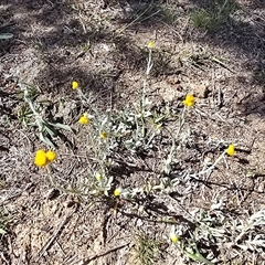 Chrysocephalum apiculatum (Common Everlasting) at Isaacs, ACT - 19 Oct 2025 by Mike