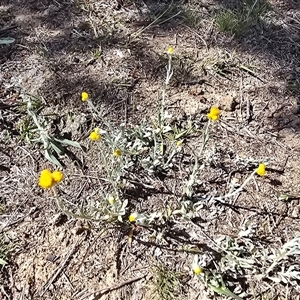 Chrysocephalum apiculatum (Common Everlasting) at Isaacs, ACT - Today by Mike