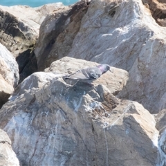 Ocyphaps lophotes at Cape Jervis, SA - 18 Sep 2025 by AlisonMilton