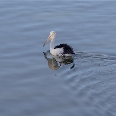 Pelecanus conspicillatus at North Adelaide, SA - 18 Sep 2025 by AlisonMilton