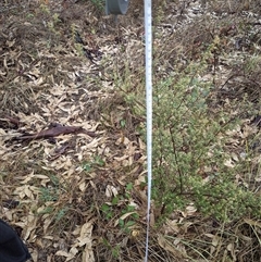 Pomaderris angustifolia (Pomaderris) at Duffy, ACT - 15 Jun 2025 by Icing