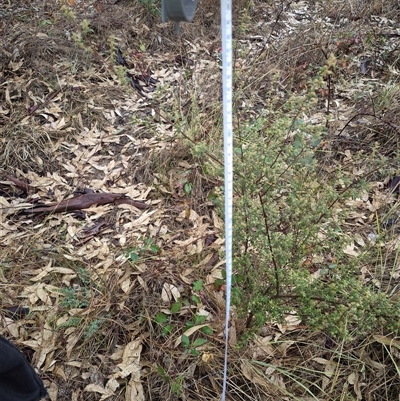 Pomaderris angustifolia (Pomaderris) at Duffy, ACT - 15 Jun 2025 by Icing