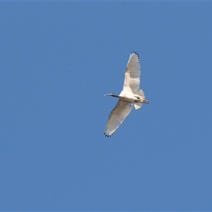 Threskiornis molucca at North Adelaide, SA - 18 Sep 2025 by AlisonMilton