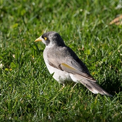 Manorina melanocephala at North Adelaide, SA - 18 Sep 2025 by AlisonMilton