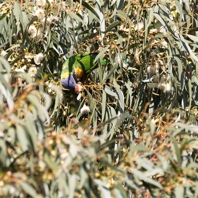 Trichoglossus moluccanus at North Adelaide, SA - 18 Sep 2025 by AlisonMilton