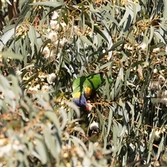 Trichoglossus moluccanus at North Adelaide, SA - 18 Sep 2025 05:20 PM