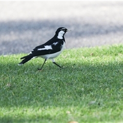Grallina cyanoleuca (Magpie-lark) at North Adelaide, SA - 18 Sep 2025 by AlisonMilton