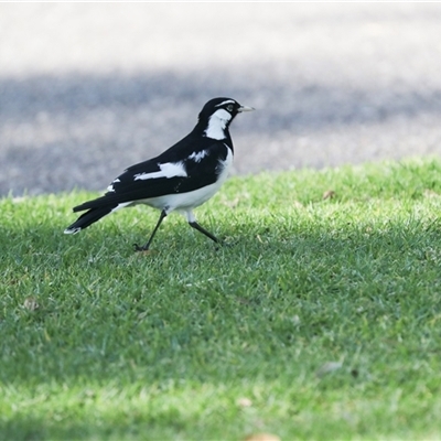 Grallina cyanoleuca (Magpie-lark) at North Adelaide, SA - 18 Sep 2025 by AlisonMilton