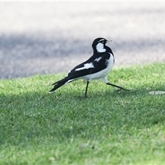 Grallina cyanoleuca at North Adelaide, SA - 18 Sep 2025 05:06 PM