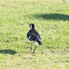 Grallina cyanoleuca at North Adelaide, SA - 18 Sep 2025 05:06 PM