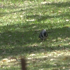 Ocyphaps lophotes at Lanitza, NSW - 14 Oct 2025 by Carolina