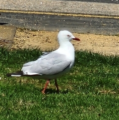 Chroicocephalus novaehollandiae (Silver Gull) at Normanville, SA - 18 Sep 2025 by AlisonMilton