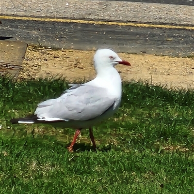 Chroicocephalus novaehollandiae (Silver Gull) at Normanville, SA - 18 Sep 2025 by AlisonMilton