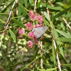 Unverified Butterfly (Lepidoptera, Rhopalocera) at Lanitza, NSW - 2 Oct 2025 by Carolina