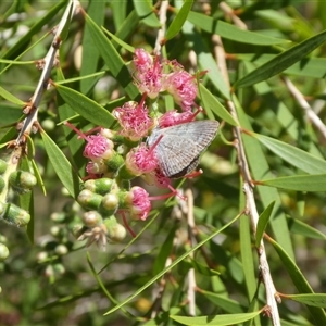 Unverified Butterfly (Lepidoptera, Rhopalocera) at Lanitza, NSW - 2 Oct 2025 by Carolina