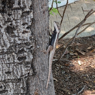Pogona barbata at Katherine, NT - 19 Oct 2025 by cbarrott