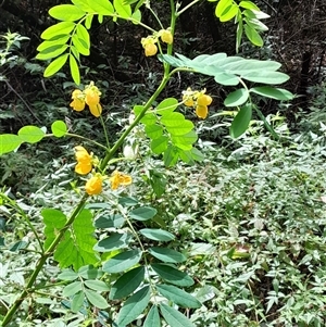 Senna acclinis at Pappinbarra, NSW - Today by jonvanbeest
