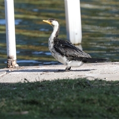 Microcarbo melanoleucos at North Adelaide, SA - 18 Sep 2025 by AlisonMilton