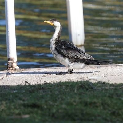 Microcarbo melanoleucos at North Adelaide, SA - 18 Sep 2025 by AlisonMilton