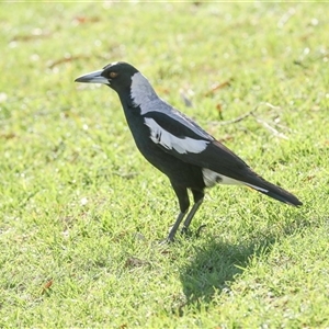 Gymnorhina tibicen (Australian Magpie) at North Adelaide, SA - 18 Sep 2025 by AlisonMilton
