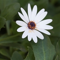 Dimorphotheca ecklonis at North Adelaide, SA - 18 Sep 2025 by AlisonMilton