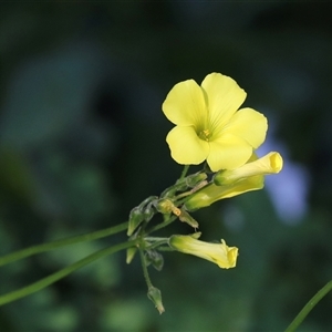 Oxalis pes-caprae at North Adelaide, SA - 18 Sep 2025 by AlisonMilton