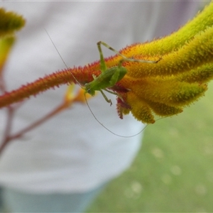 Unverified Grasshopper, Cricket or Katydid (Orthoptera) at Lanitza, NSW - 14 Oct 2025 by Carolina