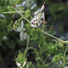 Fumaria sp. at North Adelaide, SA - 18 Sep 2025 by AlisonMilton