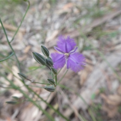 Thysanotus tuberosus subsp. tuberosus at Lanitza, NSW - 15 Oct 2025 by Carolina
