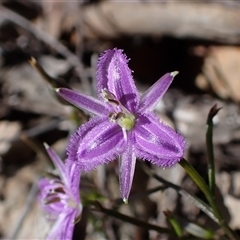 Thysanotus patersonii (Twining Fringe Lily) at Manton, NSW - 18 Oct 2025 by Philip