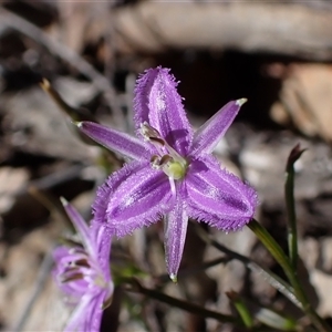 Thysanotus patersonii (Twining Fringe Lily) at Manton, NSW - Yesterday by Philip