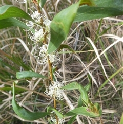 Unverified Other Shrub at Lanitza, NSW - 15 Oct 2025 by Carolina