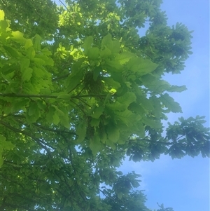 Quercus robur (English Oak) by dougm