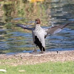 Chenonetta jubata (Australian Wood Duck) at North Adelaide, SA - 18 Sep 2025 by AlisonMilton