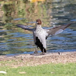 Chenonetta jubata (Australian Wood Duck) at North Adelaide, SA - 18 Sep 2025 by AlisonMilton