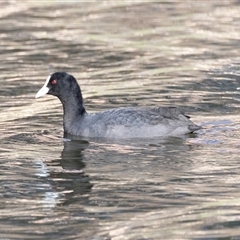 Fulica atra (Eurasian Coot) at North Adelaide, SA - 18 Sep 2025 by AlisonMilton