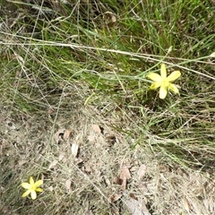 Unverified Other Wildflower or Herb at Lanitza, NSW - 15 Oct 2025 by Carolina