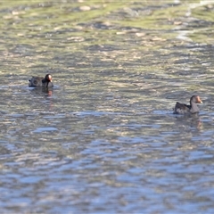 Gallinula tenebrosa at North Adelaide, SA - 18 Sep 2025 by AlisonMilton