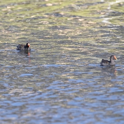 Gallinula tenebrosa at North Adelaide, SA - 18 Sep 2025 by AlisonMilton