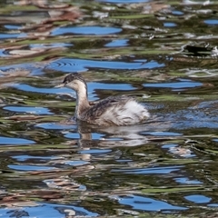 Poliocephalus poliocephalus at Adelaide, SA - 18 Sep 2025 by AlisonMilton